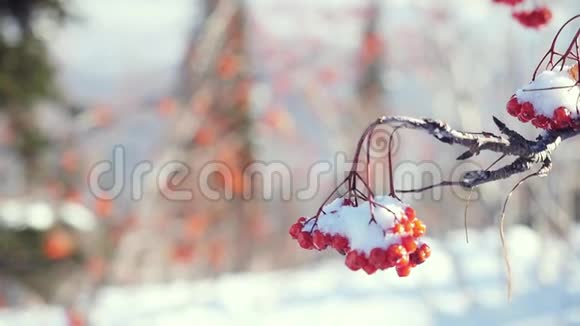 罗文枝红色浆果冬季美丽的自然雪在蓝色背景与强烈的耀斑效应视频的预览图