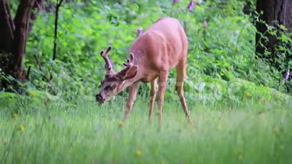 在森林里放牧的鹿视频的预览图