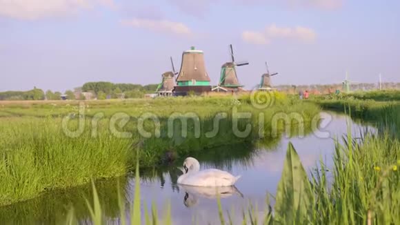 荷兰温德米尔斯的天鹅视频的预览图