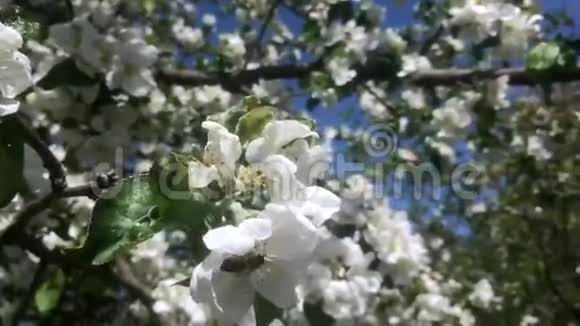 主题蜜蜂视频的预览图