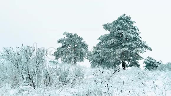 圣诞树森林里美丽的冬天下雪景观树圣诞生活方式运动稳定是的视频的预览图