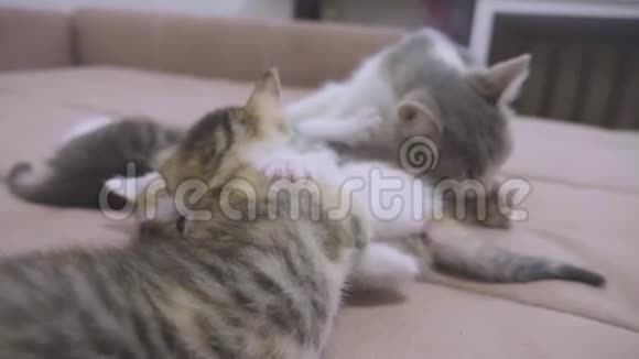 沙发慢动作视频播放两只小猫小猫玩概念小猫和生活方式猫宠物视频的预览图