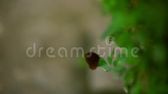 一只棕色的蝴蝶坐在植物的叶子上视频的预览图