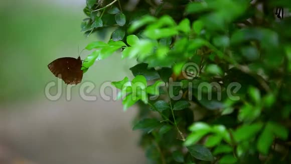一只棕色的蝴蝶坐在植物的叶子上视频的预览图