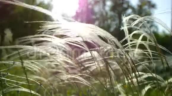 酸辣的青草宏观阳光透过青草的叶子美丽的背景宏观的春夏景观视频的预览图
