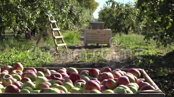 盛满秋天成熟红苹果果种植园的木箱4K视频的预览图