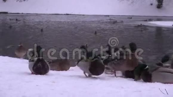 鸭子在无冰的池塘里以雪覆盖的海岸觅食视频的预览图