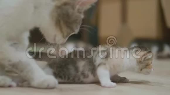 三色猫妈妈的生活方式拥抱小猫迈出第一步猫舔小猫猫慢速视频视频的预览图