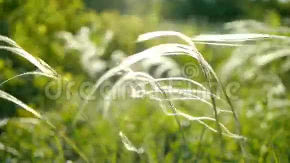酸辣的青草宏观阳光透过青草的叶子美丽的背景宏观的春夏景观视频的预览图