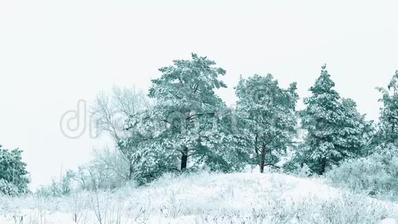 圣诞树森林里美丽的冬天下雪景观树圣诞运动稳定下雪了视频的预览图