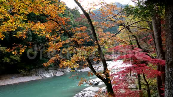 东京的秋天视频的预览图