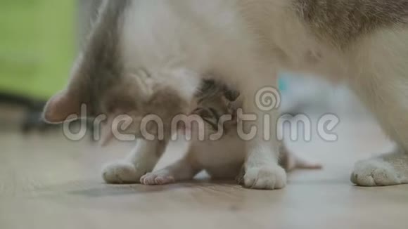 妈妈三色猫抱生活方式小猫走第一步猫舔小猫猫慢速视频视频的预览图