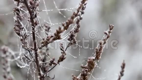 蜘蛛蛛网与露珠视频的预览图