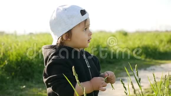 夏天小男孩和蒲公英站在绿色的田野里视频的预览图