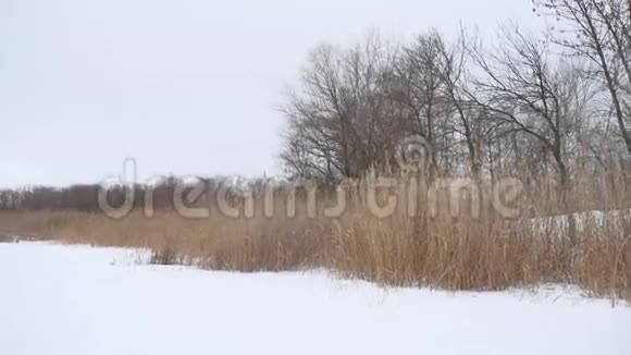 河里的雪干了一草一木冬天的自然美景视频的预览图