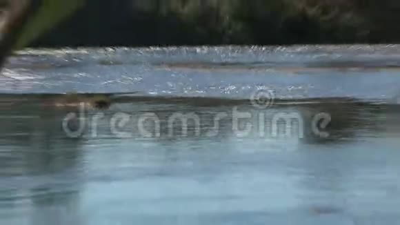 普浦湖在西海岸新扎伊尔视频的预览图
