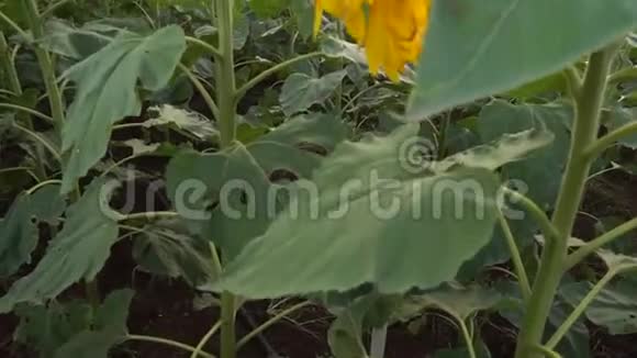 一座向日葵花园正在绽放视频的预览图
