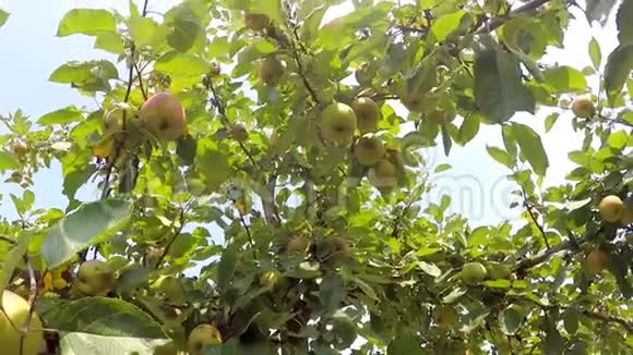 苹果在树上视频的预览图