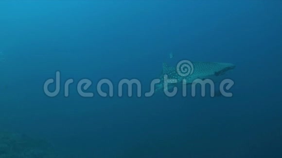 珊瑚礁上的鲸鲨4k视频的预览图