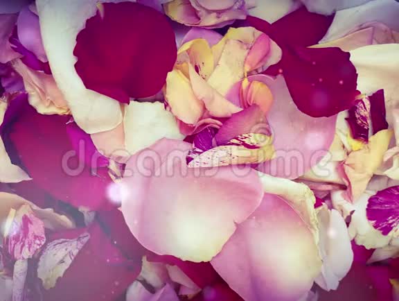 玫瑰花瓣浪漫美香视频的预览图