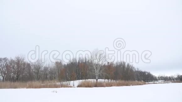 河里的雪干了一草一木自然美丽的冬景视频的预览图