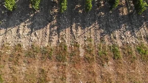 飞过绿油油的果树种植园空中射击视频的预览图