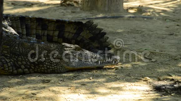 鳄鱼日光浴和在自然公园散步视频的预览图