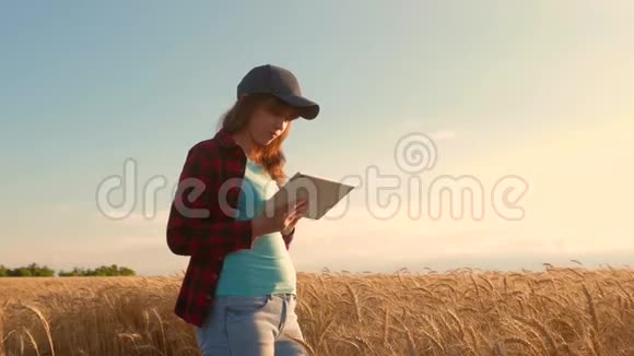 农家女孩在麦田里用一块石板工作计划种一种粮食女农艺师用药片研究小麦视频的预览图