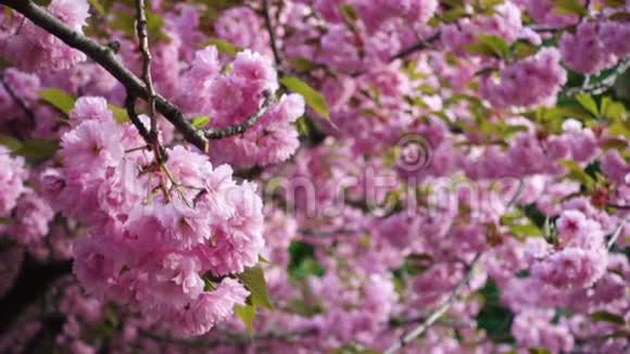 樱花樱花树花视频的预览图