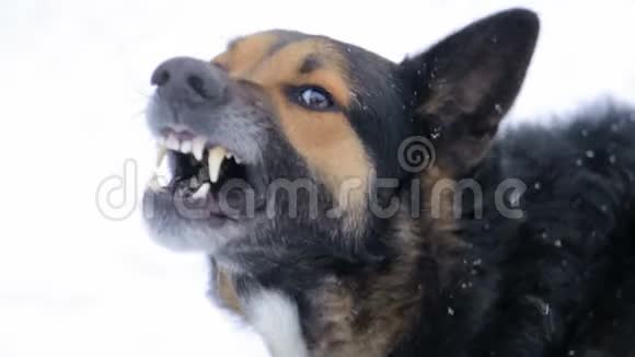 吠声激怒了愤怒的狗视频的预览图