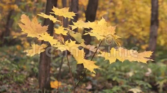 秋天在森林里的枫叶视频的预览图