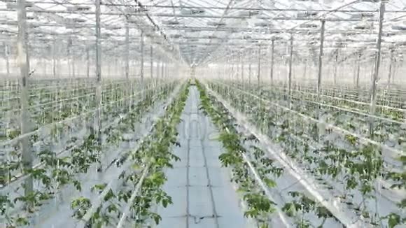 一座巨大的温室里长排的绿色植物摄像机从顶部拍摄视频的预览图