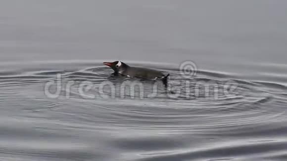 江图企鹅在水里视频的预览图
