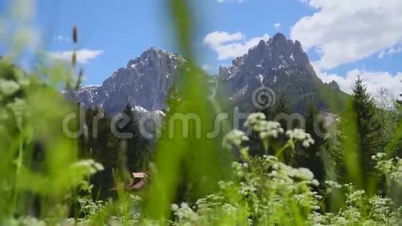 美丽的高山草甸视频的预览图