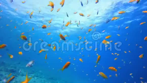 水下场景海洋生物视频的预览图