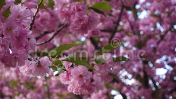 樱花樱花树花视频的预览图