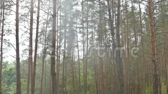 森林中的烟雾夏季从火慢动作视频视频的预览图