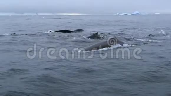 鲸鱼和一群人在海洋中游泳安德列夫视频的预览图
