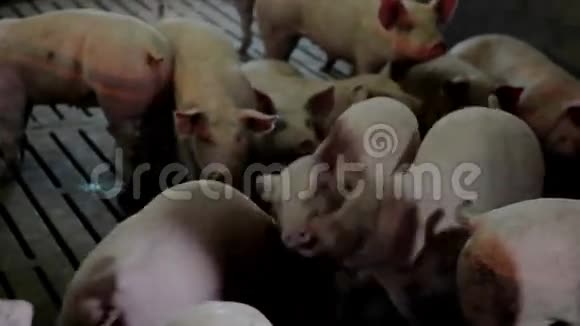 密集饲养的猪在批处理笔视频的预览图