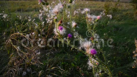 匍匐蓟或粉红色母猪蓟拉丁名称紫视频的预览图