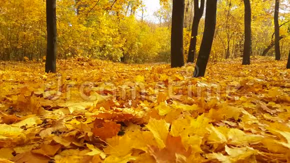 秋天公园落叶公园大自然树叶视频的预览图