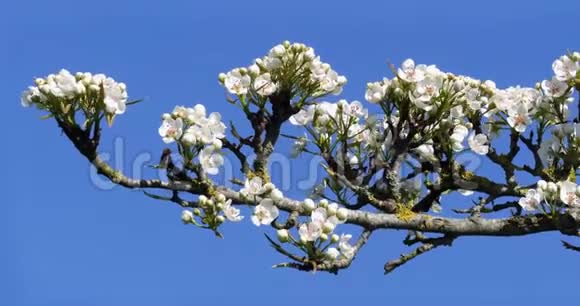 诺曼底花中的苹果树分支视频的预览图