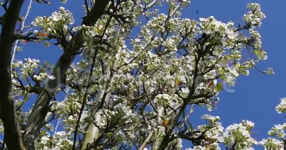 诺曼底花中的苹果树分支视频的预览图