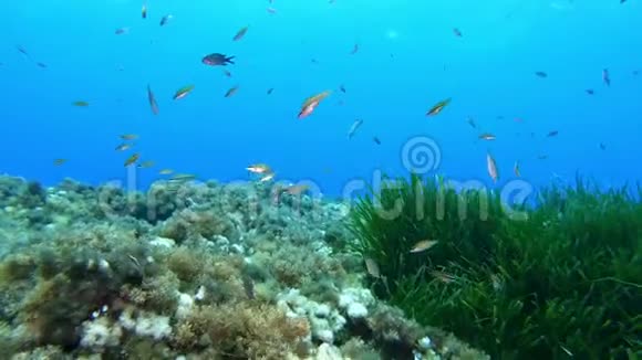 水下场景PoV潜水在地中海珊瑚礁视频的预览图