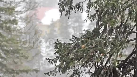 冬天的树在雪下视频的预览图