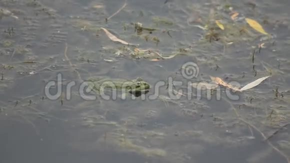 青蛙坐在沼泽里视频的预览图