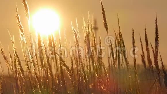 日落时分野草的轮廓映衬着金色的天空视频的预览图