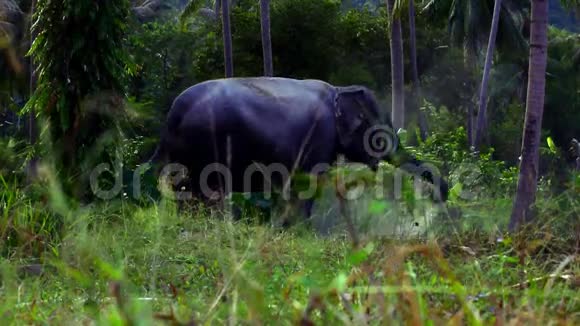 丛林中有趣的大象洒在地上视频的预览图