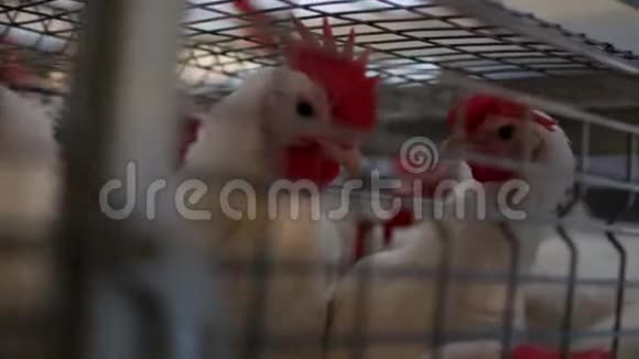 饲养肉鸡和鸡肉鸡坐在棚子里的酒吧里家禽屋有机的视频的预览图
