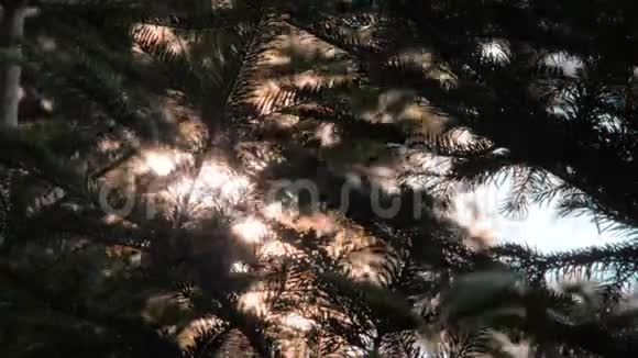 希望概念阳光透过松苹果树和森林的树枝照射自然背景希望视频的预览图